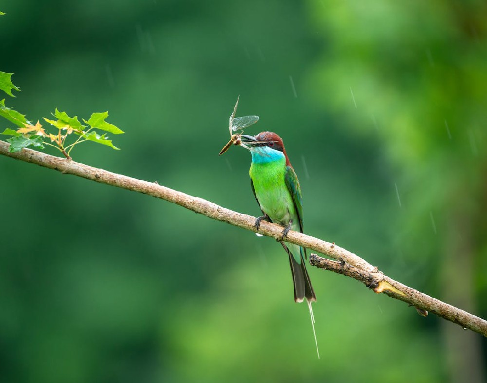 金光华董事长：欢迎“回家”！这些新晋世界遗产地准备好了