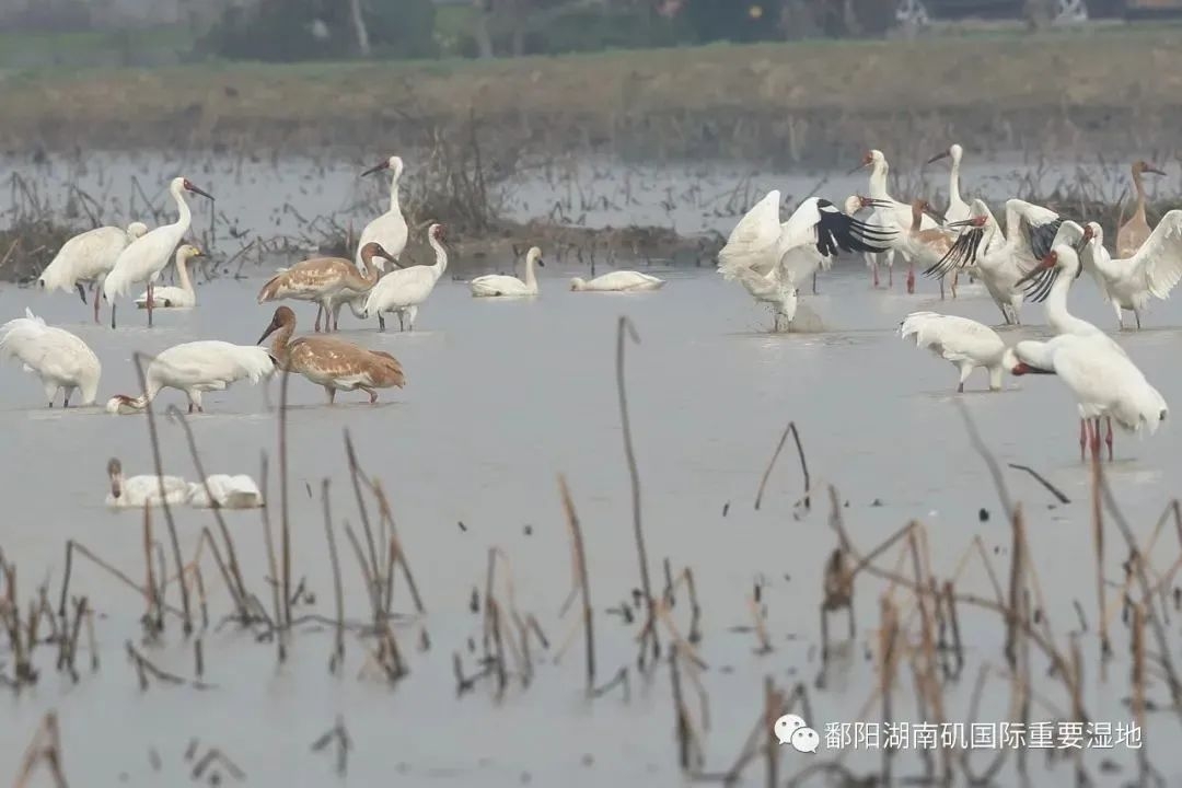 1758680694208828.jpg 5abc7161d6f35eb0b1195cc6add1a608_compress.jpg