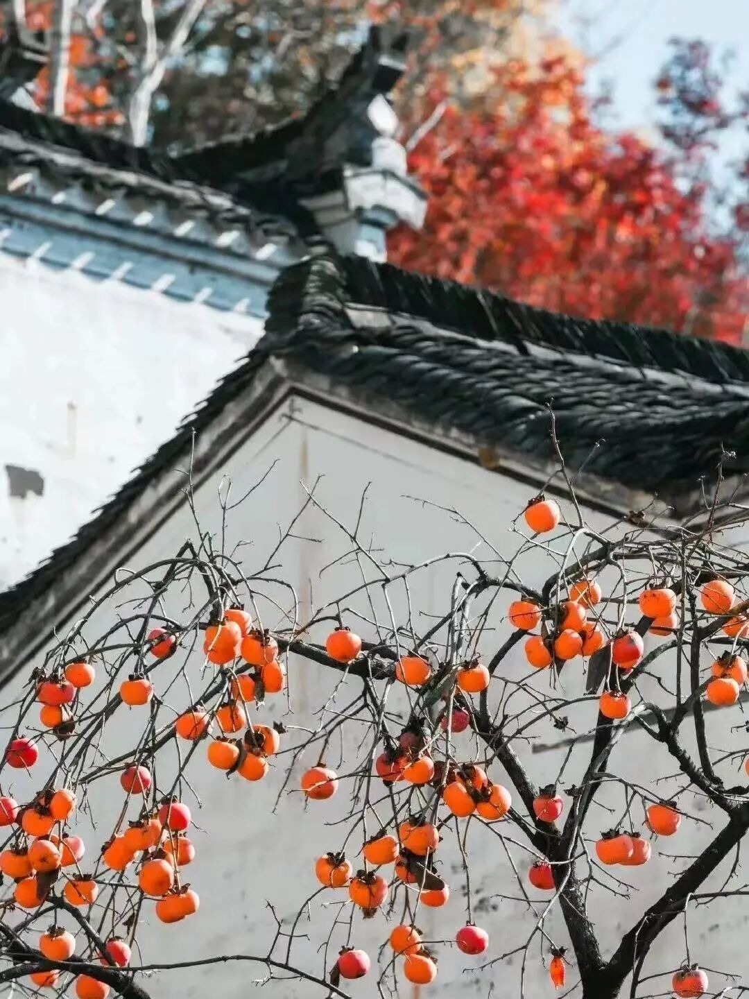 1758683034928614.jpg 562b13e2c7db7a20a43c1bc5742ff3f7_origin(1).jpg