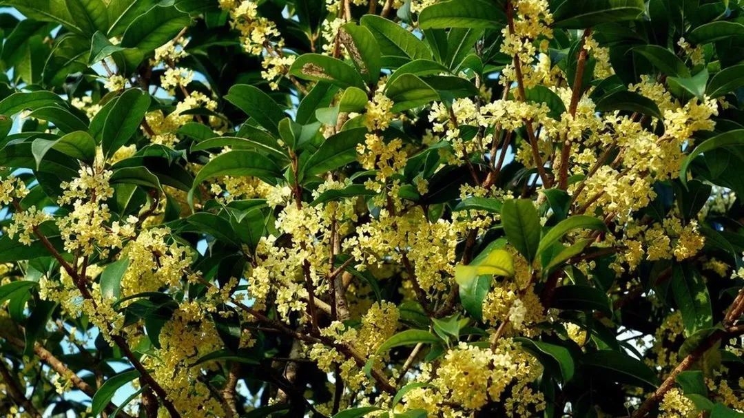 1758683939136875.jpg 93e211ce3f5401ad3af5b1b686fde545_origin(1).jpg